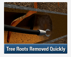 Tree Root Intrusions Wahroona